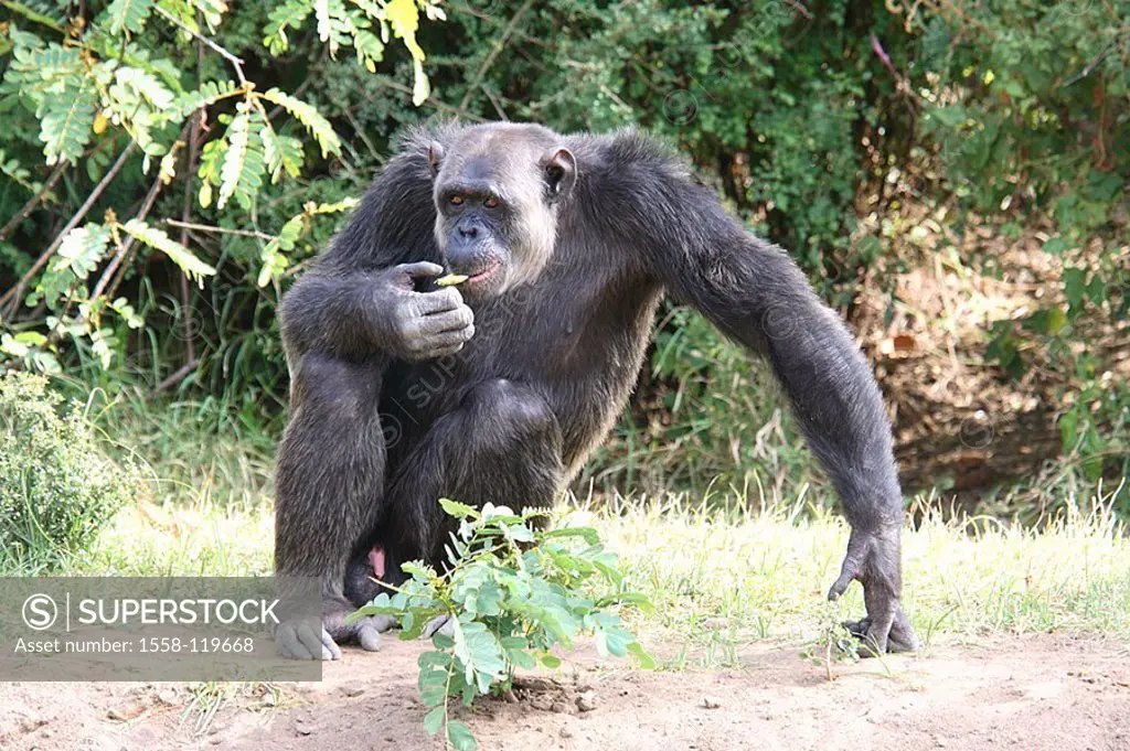 Chimpanzee, pan troglodytes, eats, series, Africa, Kenya, wildlife, wilderness, Wildlife, game-animal, animal, mammal, primate, primate, monkey, big a...
