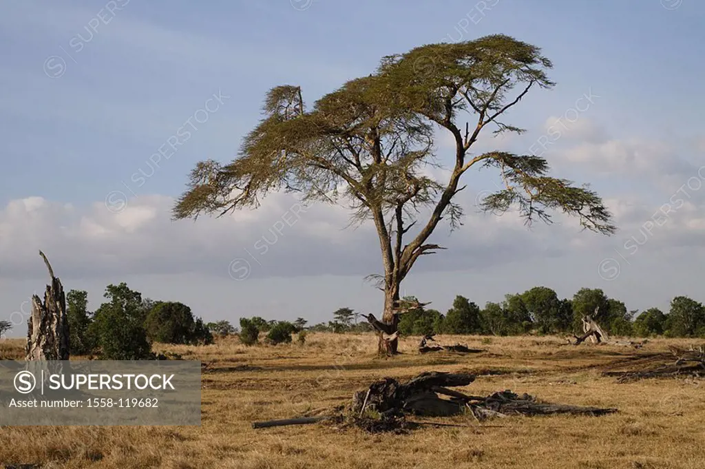 Kenya, Sweetwater preserve, landscape, Africa, North-Kenya, savanna, vegetation, shrubs, bushes, umbrella-acacia, acacia, human-empty, silence, silenc...