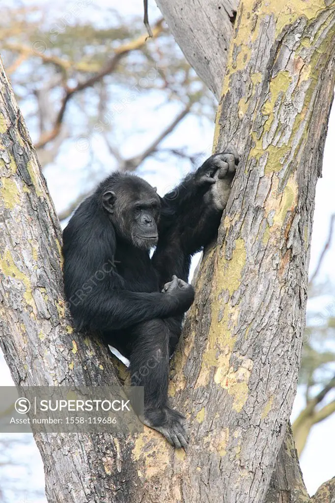 Chimpanzee, pan troglodytes tree branch-fork, sits, series, Africa, Kenya, wildlife, wilderness, Wildlife, game-animal, animal, mammal, primate, prima...