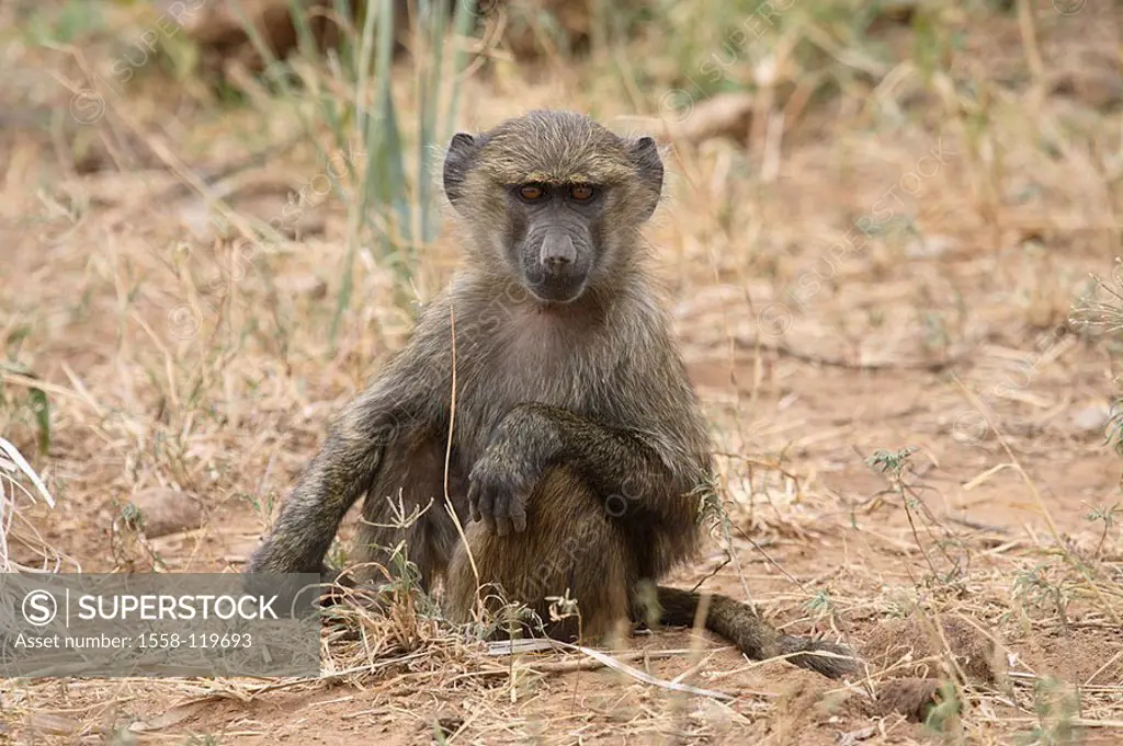 Steppe-baboon, Papio cynocephalus, young, vigilance, Africa, Kenya, wildlife, wilderness, Wildlife, game-animal, animal, mammal, alto-world-monkey, pr...