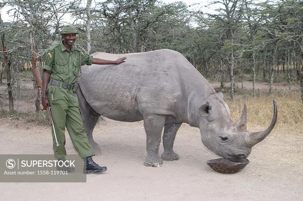 Kenya, Sweetwater preserve, Ranger, pointed-mouth-rhinoceros, Diceros bicornis, touch, Africa, wilderness, wildlife, Wildlife, mammal, game-animal, an...
