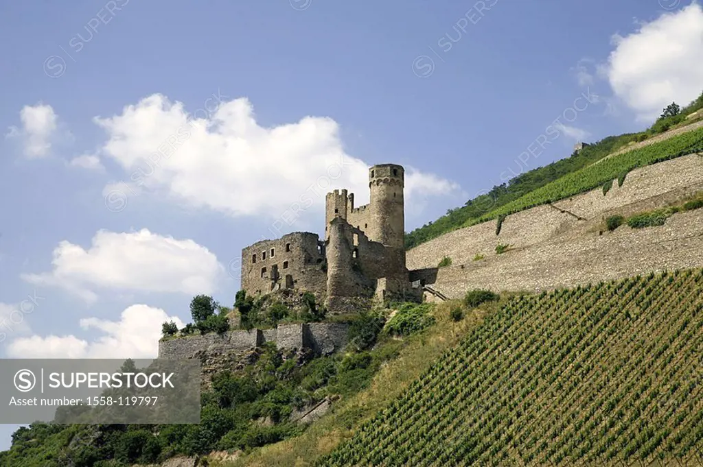 Germany, Hesse, Rhine-valley, male dog-home, ruin honorary-rock, wine-growing,
