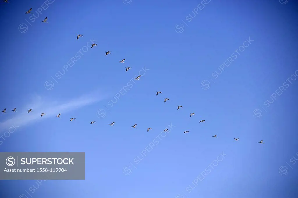 Migratory birds, Störche, flight, heavens, blue, from below,