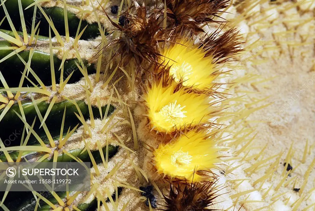 Cactus, thorns, blooms, close-up,