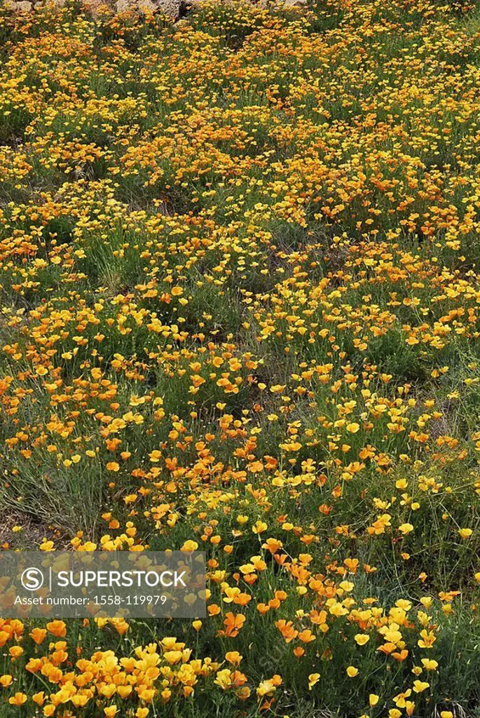 Flower-meadow, Californian poppy, Escholtzia californica, blooms,