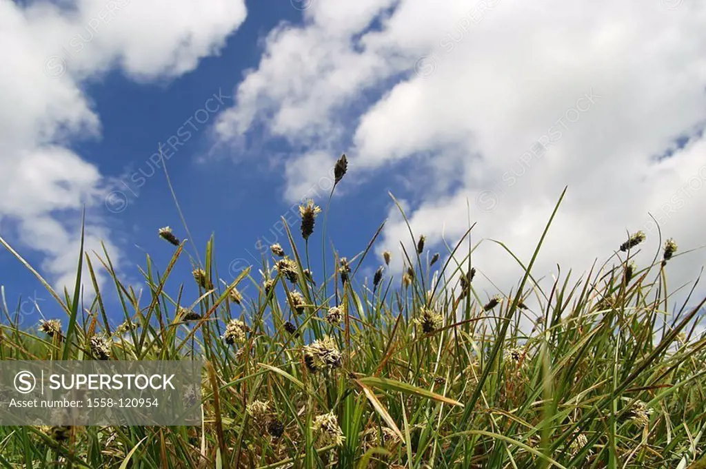Nature, meadow, grass, cloud-heavens, mountain-meadow, heavens, clouds, nobody, silence, silence, heavens, clouds, loneliness, isolation, plants, vege...