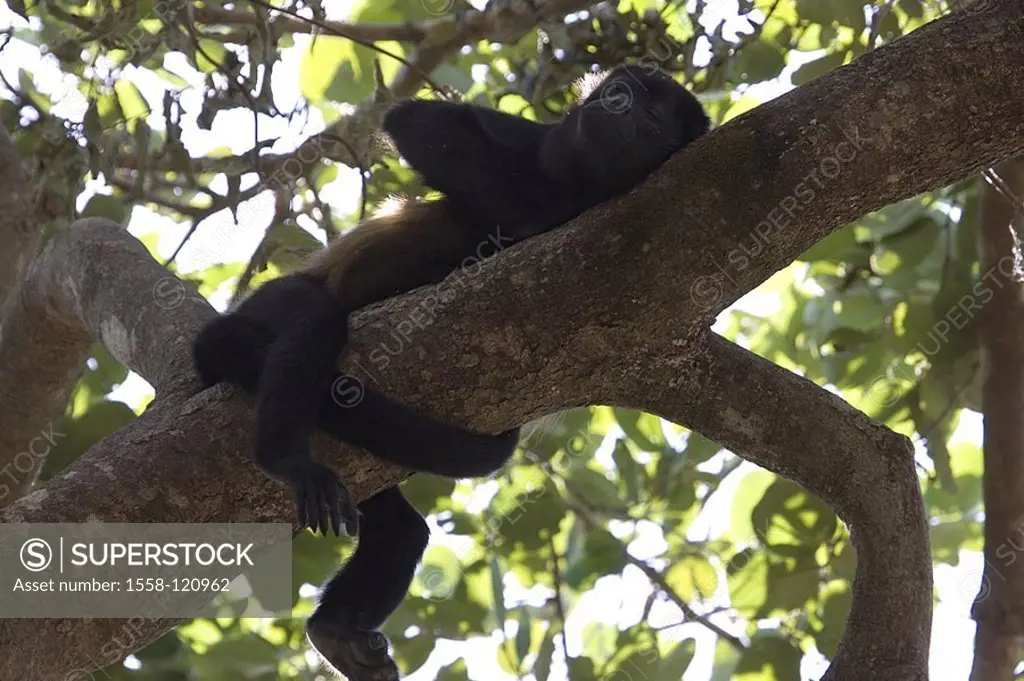 Bellow-monkey, Allouatta palliata, tree, branch, lies, rests, Costa Rica, Guanacaste, Playa Grande, forest, nature, rain-forest, jungle, wildlife, wil...