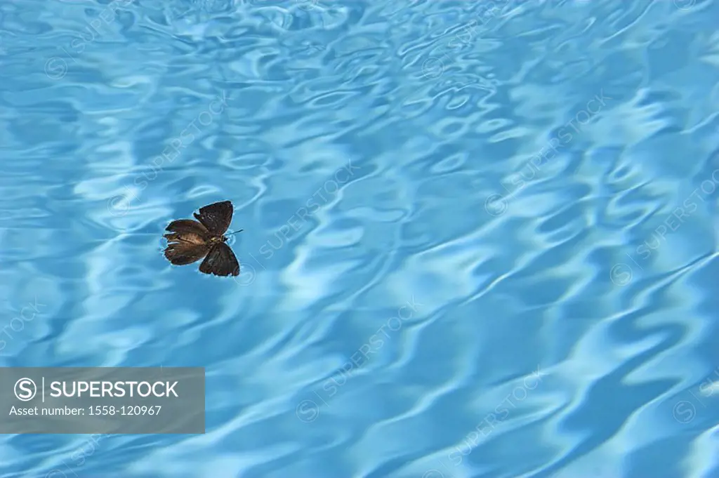 Butterfly, water, water-surface, pool, Swimmingpool, blue, animal, insect, butterflies, moth, surface, drives, dead, crashed, drowned, end, fate, text...