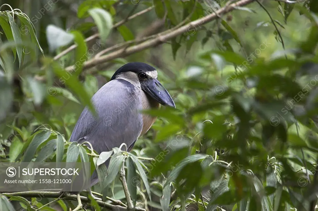 Barge-beak, Cochlearius cochlearius, tree, sits, Costa Rica, Puntarenas, can Brazos, jungle, rain-forest, nature, wildlife, wilderness, habitat, anima...