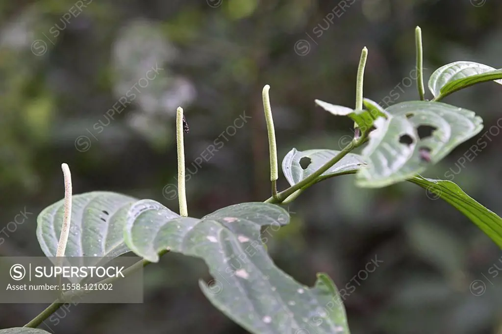 Plant, tropical, leaves, green, inflorescence, insect, detail, Costa Rica, Puntarenas, can Brazos jungle rain-forest nature wilderness, habitat, flora...