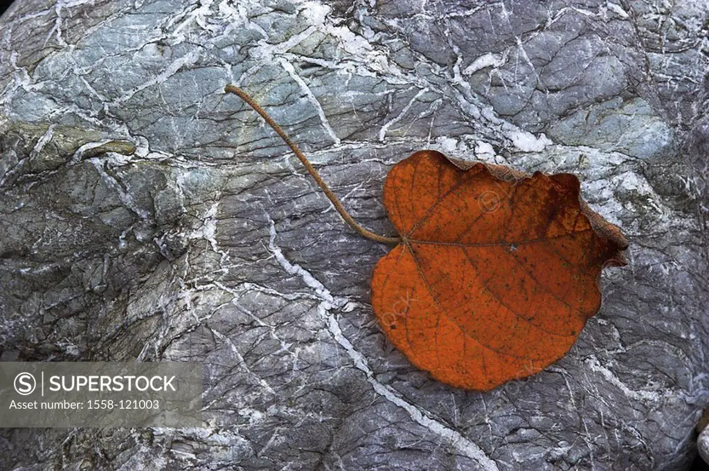 Stone, leaf, close-up, nature, riversides, rocks, structure, patterns, foliage, autumn, seasons, fall leaf, brown, individually, fallen, nobody,