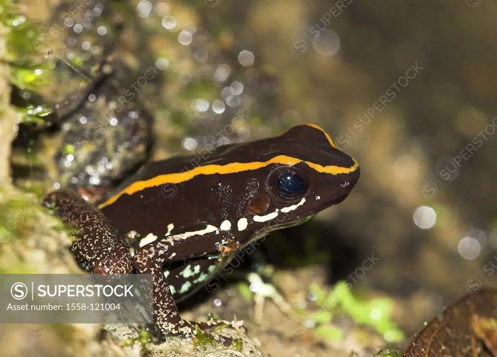 Arrow-poison-frog, striped leaf-foreman, Phyllobates vittatus, venomously, not exclusively, Costa Rica, Puntarenas, can Brazos, Corcovado national-par...