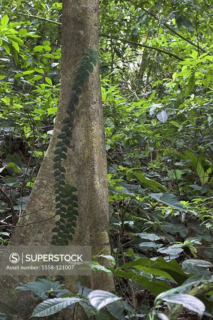 Jungle, vegetation, plants, tropical, log, climbing plant, Costa Rica, Puntarenas, can Brazos, Corcovado national-park, rain-forest, tree, trunk, natu...