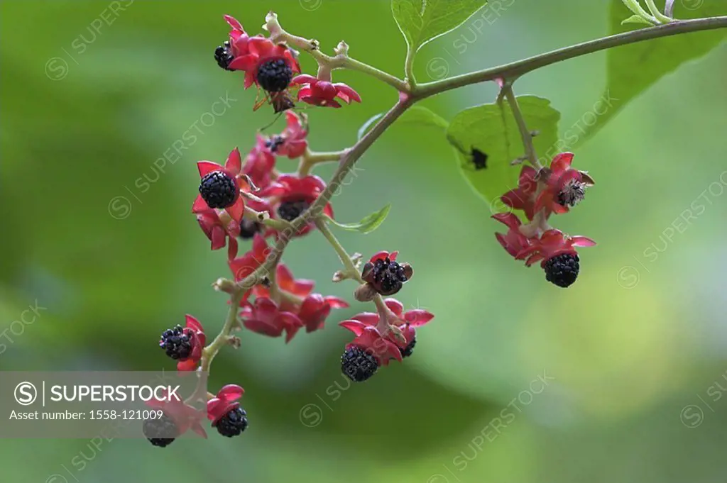 Plant, branch, fruit-stand, berries, nature, vegetation, botany, fruits, red, black, Costa Rica, Puntarenas, can Brazos, rain-forest, plants,