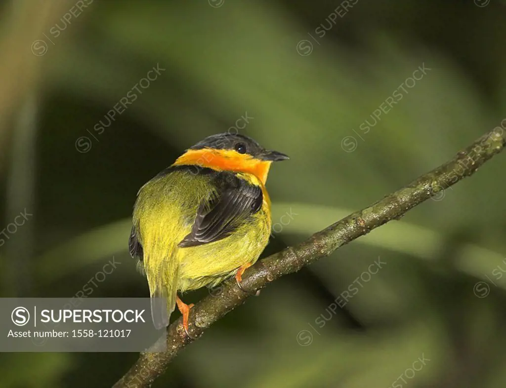 Orangeband-Pipra, Manacus aurantiacus, branch, sits, Costa Rica, Puntarenas, can Brazos, rain-forest, jungle, nature, wildlife, wilderness, habitat, a...