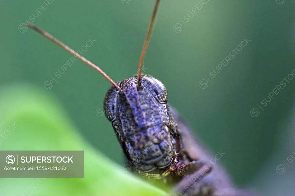 Locust, plant, close-up, not exclusively, Costa Rica, Puntarenas, can Brazos, rain-forest, jungle, game-animals, wilderness, wildlife, animal, insect,...