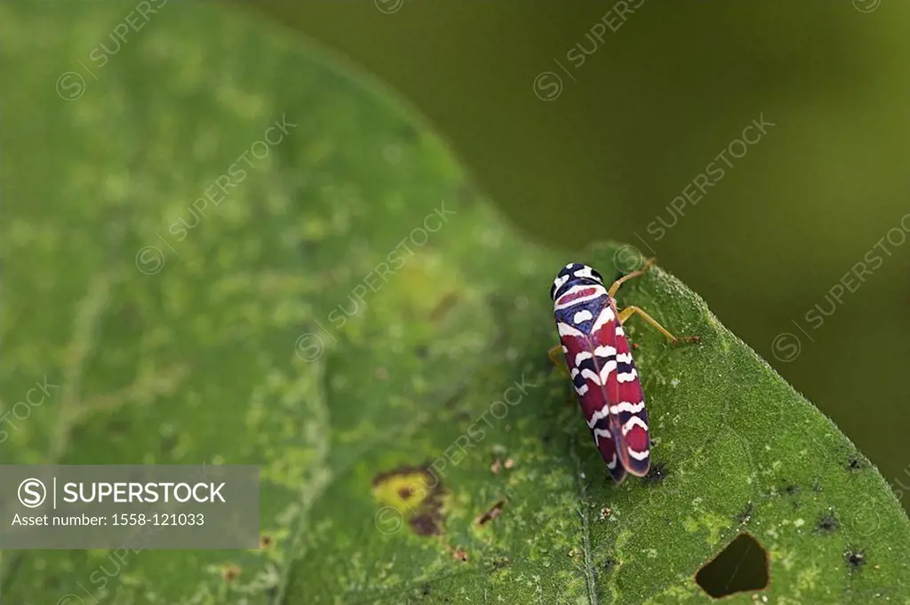 Costa Rica, Puntarenas, can Brazos, insect, colorfully, plant, close-up, not exclusively, rain-forest, jungle, game-animals, wilderness, wildlife, ani...