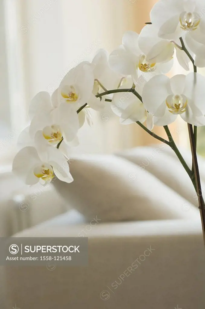 Living rooms, sofa, detail, fuzziness, orchid-blooms, knows, living space, plant, flower, orchids, Phalaenopsis spec , Blooms, know-yellow, symbol, ro...