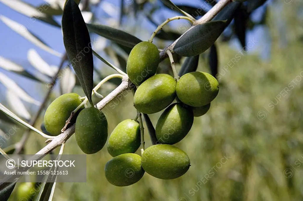Olive tree, branch, detail, olives, green, plant, useful plant, oil-tree, Olea europaea, branch, leaves, fruits, unripe, ripens, grows, symbol, heat, ...