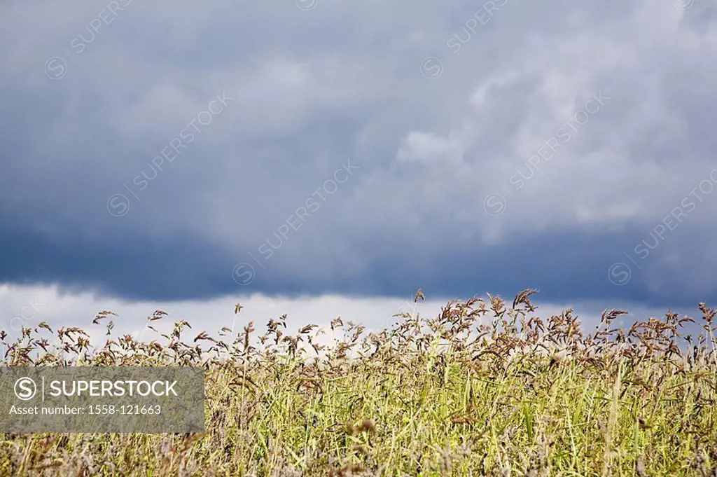 Field, grass, heavens, clouds, meadow, landscape, wind, weathers, mystically, clouds, breezy, of course, nature, agriculture, cultivation, builds an e...