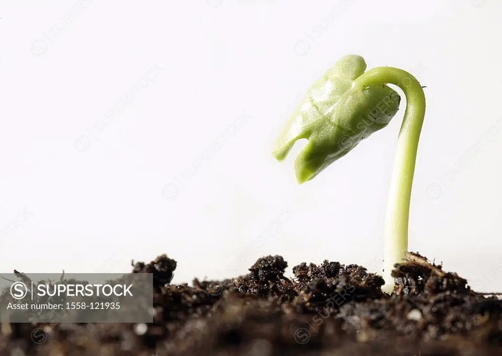Earth, plant, seedling, series, Setzling, instinct, shoot, seedling, germ, sprouts, grows, plants, plants, starts, growth, symbol, nature, concept, de...