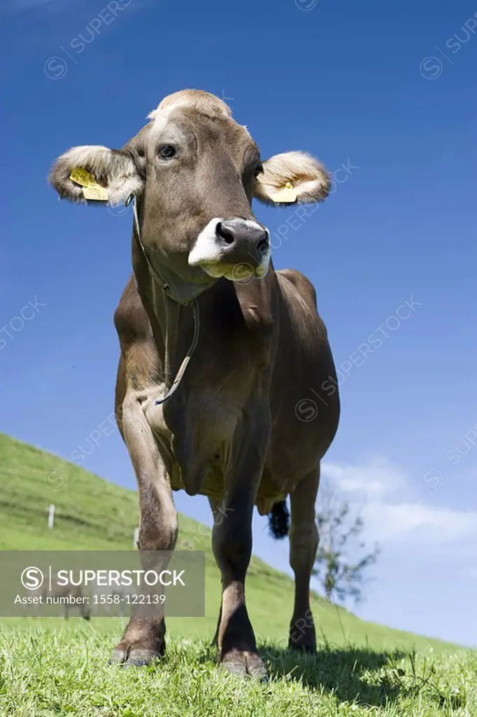 Cow, pasture, agriculture, meadow, cows, cows, livestock, grazes, grazes, milk-cow, animal, brown-livestock, summers, sunny, outside, cattle-raising, ...