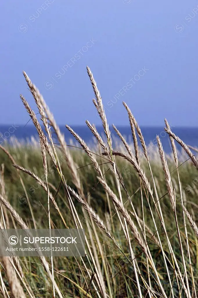 Beach-dune, grass, detail, summers, beach, nature, dune, beach-oat, botany, nature, vegetation, breezy, wind, heavens, cloudless, outside, summers,
