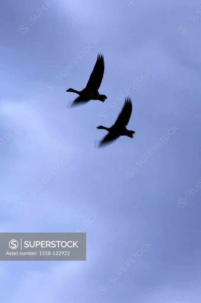 Gray-geese, Anser anser, flight, silhouette, heavens, fuzziness, nature, animals, game-animals, birds, geese, migratory birds, bird-train, movement, t...