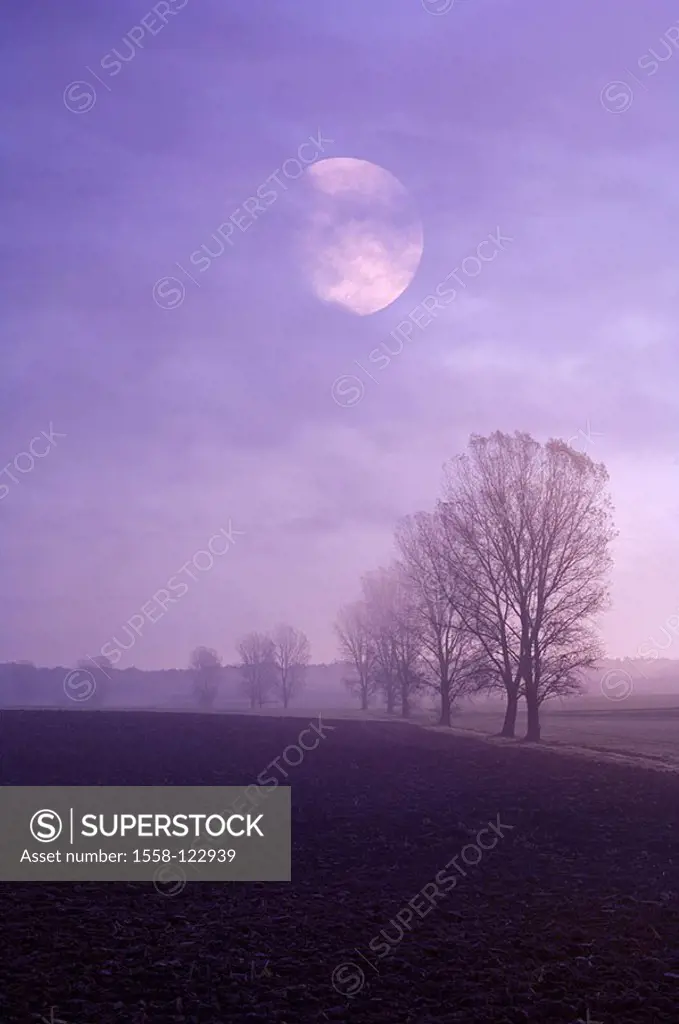 Nature, landscape, morning-fog, fields, black-alders, Alnus glutinosa, autumn-mood, moon, M, Germany, Bavaria, sub-franc, Volkach, field-landscape, tr...