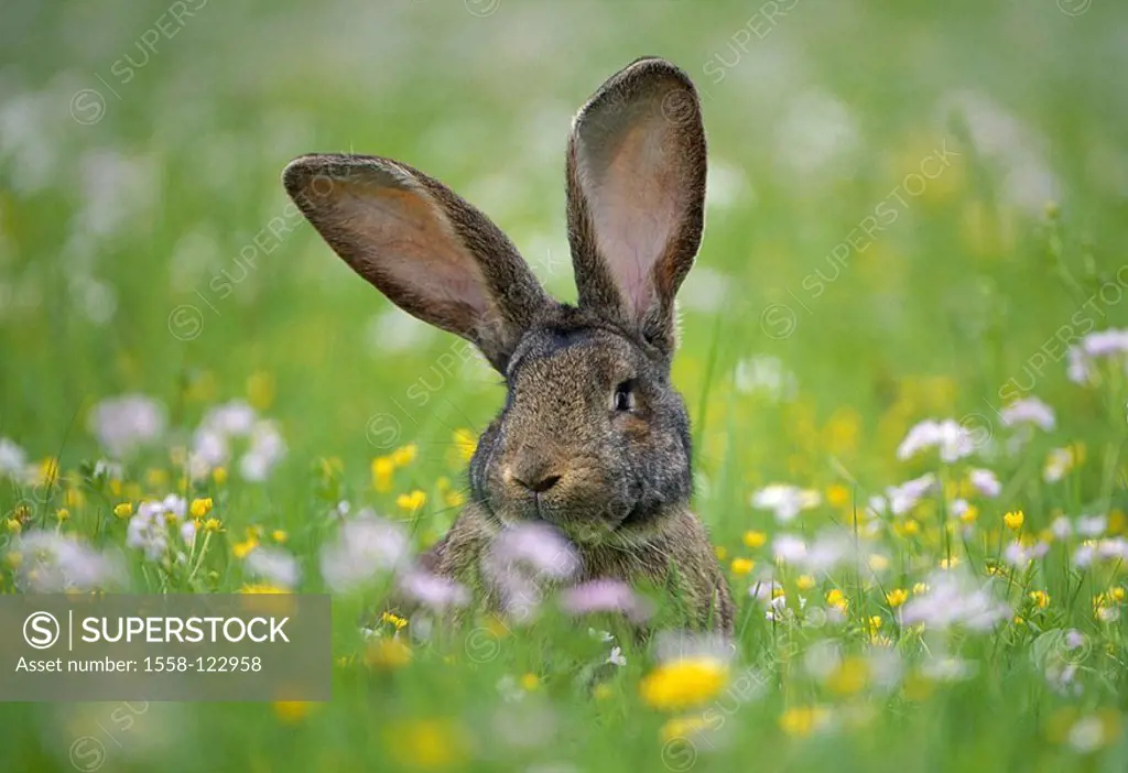Meadow, hare, vigilance, grass, flowers, flower-meadow, animal, mammal, rabbits, rabbit-race, race-rabbits, breeding-rabbits, ´German giant´, stall-ha...