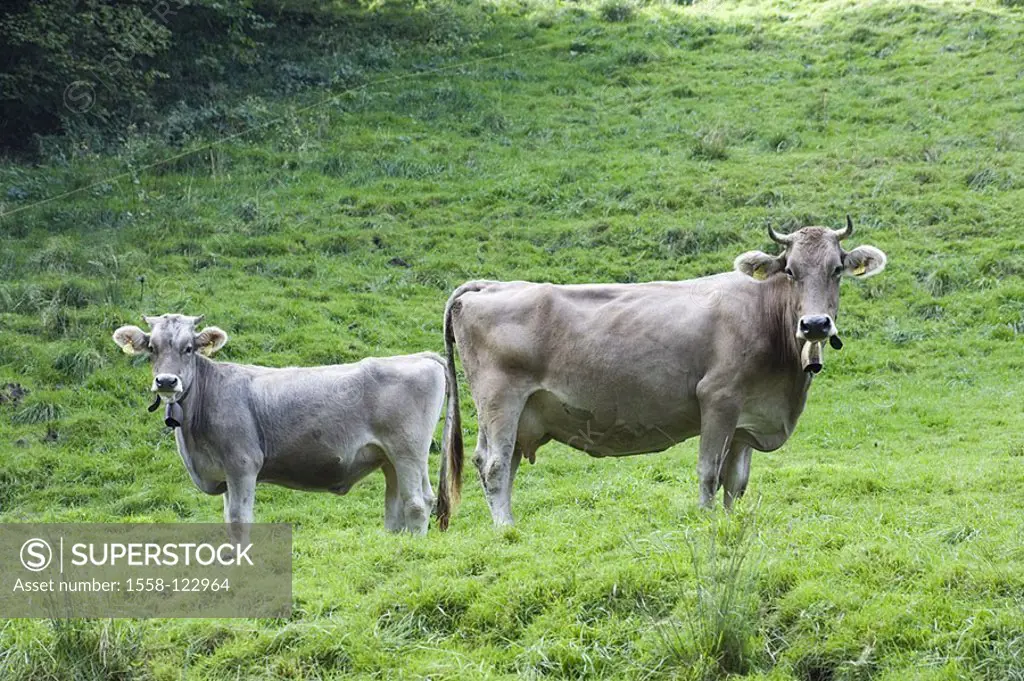 Alm, pasture, cows, mountain-meadow, meadow, cow-pasture, animals, mammals, usefulness-animals, milk-cows, cows, brown-livestock, livestock, symbol, l...