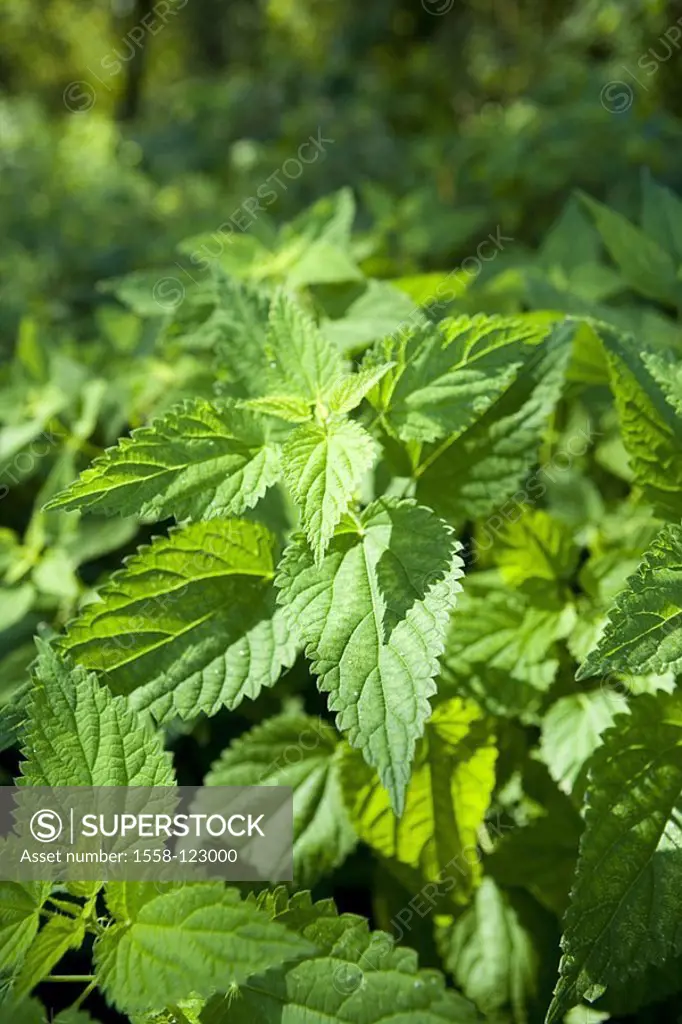 Big nettle, Urtica dioica, leaves, green, detail series, plants, nettle-plants, Urticaceae, nettle-leaves, Brennhaare, painfully, useful plant, salvat...