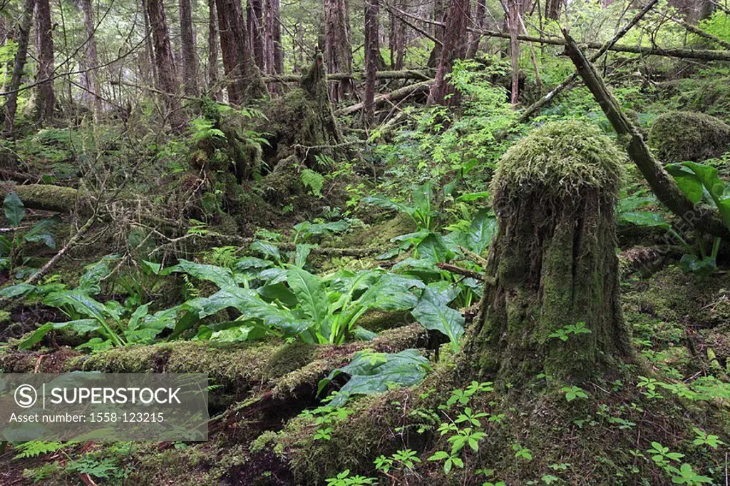 USA, Alaska, Baranof Iceland, Tongass National Forest forest trees mosses plants, color-mood green, summers, North America, southeast-Alaska, southeas...