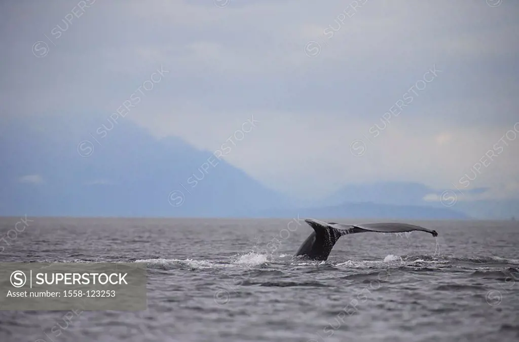 USA, Alaska, Stephen´s passage, coast, sea, back-whale, Megaptera novaeangliae, dives, tail fluke, North America, southeast-Alaska, southeast, Panhand...