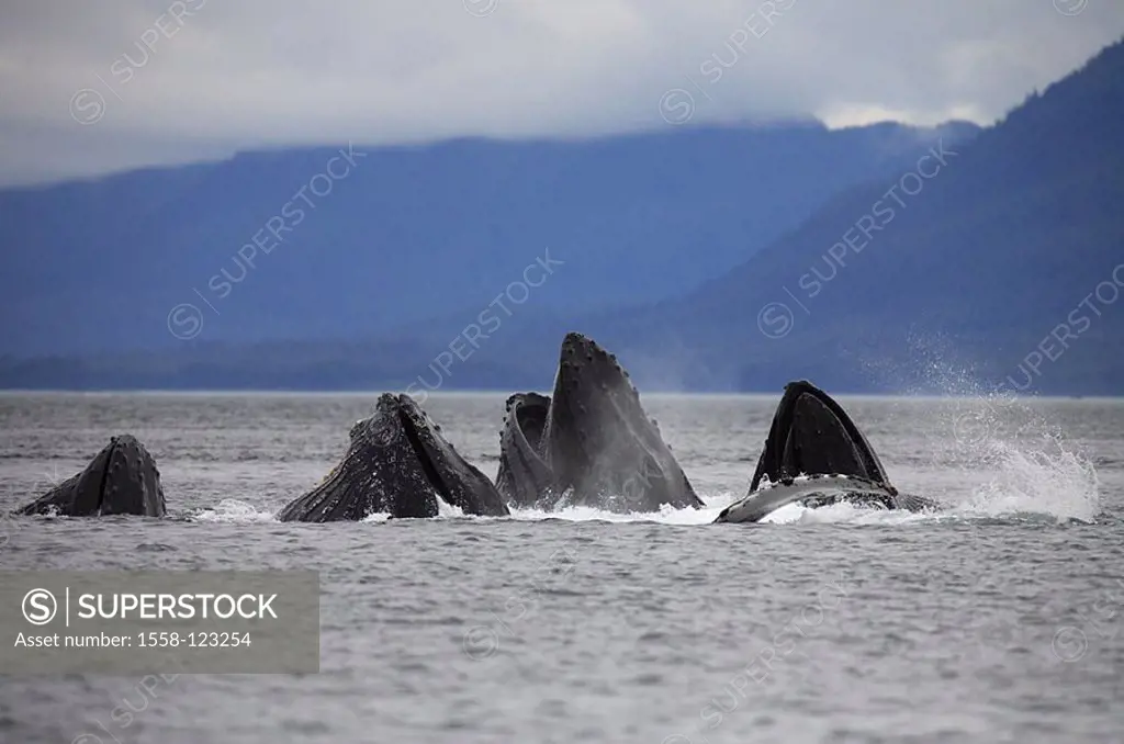 USA, Alaska, Stephen´s passage, coast, back-whales, Megaptera novaeangliae, group, appears, eats, sea, North America, southeast-Alaska, southeast, Pan...