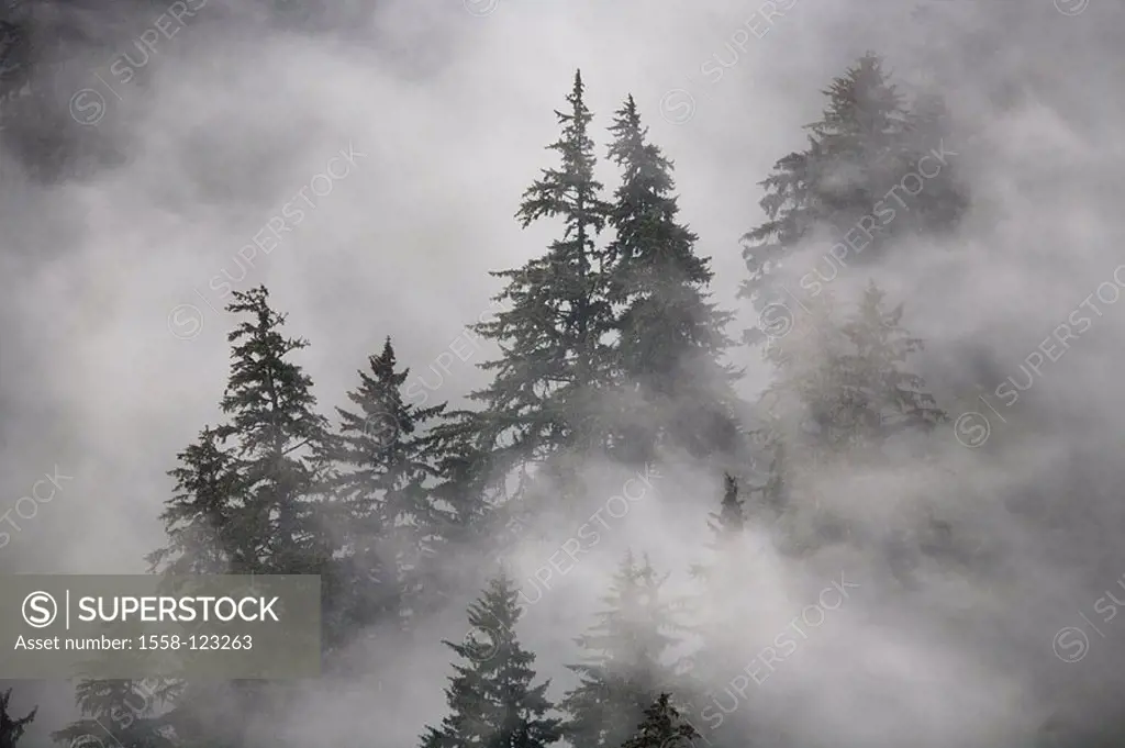 Alaska, needle-forest, fog-swaths, North America, forest, jungle, vegetation, trees, conifers, morning-fog, mist, weathers, weather, fog, fog-drift, o...