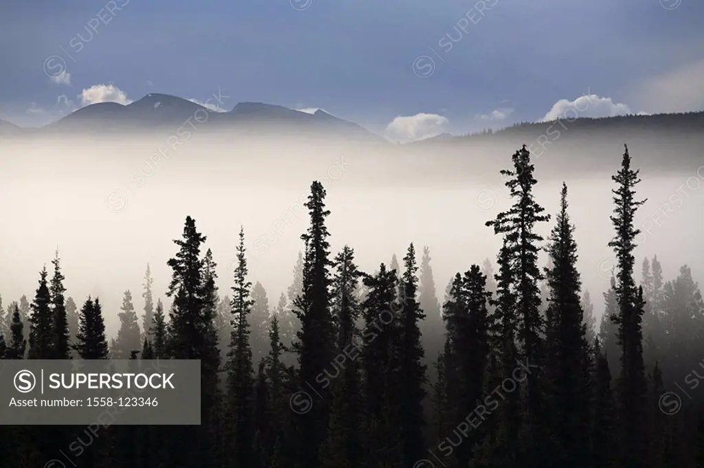 Canada, Yukon Territory, needle-forest, silhouette, trees, fog-swaths, mountains, North America, forest, conifers, morning-fog, fog, fog-drift, mist, ...