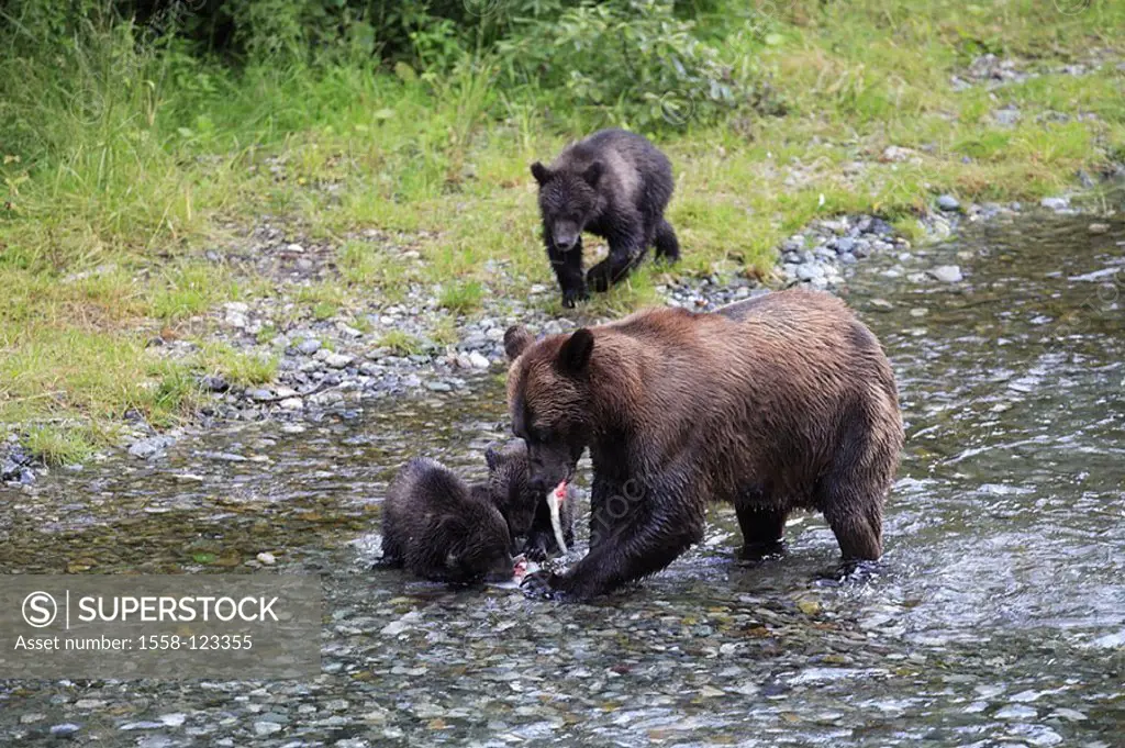 USA, Alaska, Fish Creek, river, coast-brown-bears, Ursus arctos, females, young, fish, eats, North America, southeast-Alaska, Alaska-Panhandle, Inside...