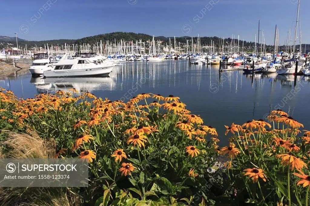 USA, Washington State, coast, Bellingham, flower bed, harbor, boats, summers, North America, Pacific-coast, Bellingham bay, port, dock, boat-bridge, l...
