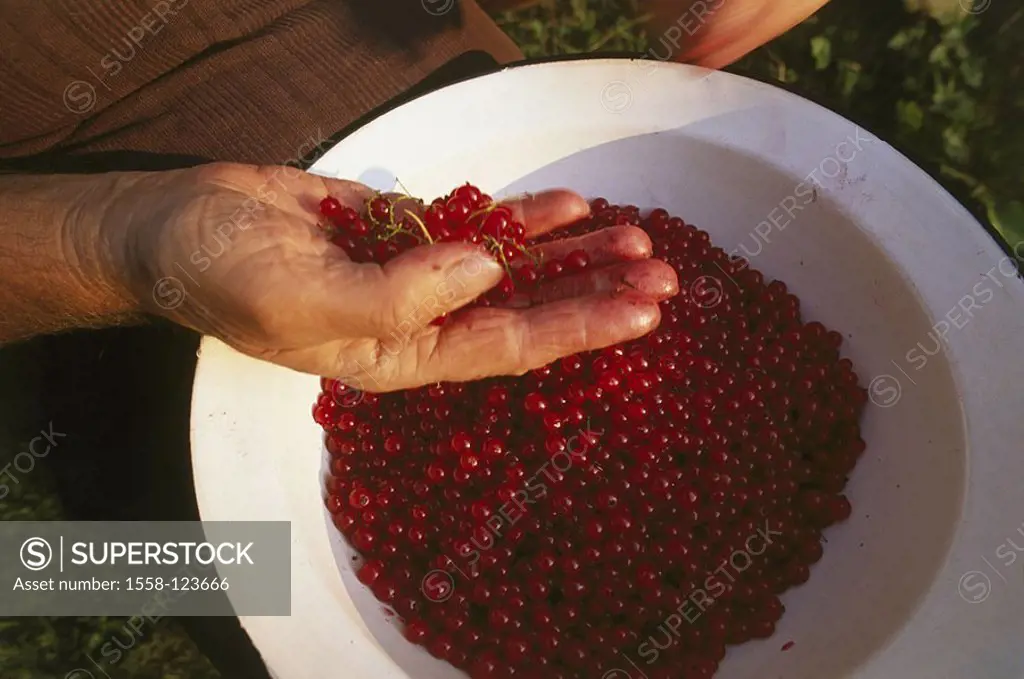 Garden, senior, detail, hand, currants, harvests, people, woman, 70-80 years, women-hand, plate, fruits, berries, collects, Ribes rubrum, ripe, curran...