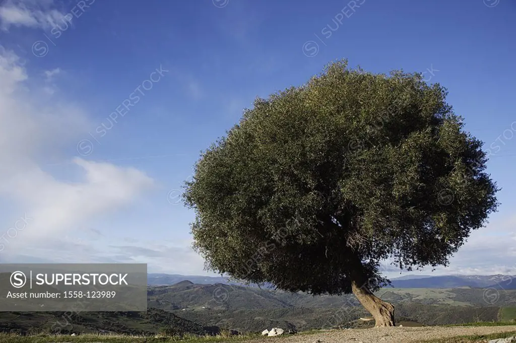 Spain, Andalusia, Gaucin, olive tree, Europe, Iberian peninsula, destination, landscape, mountains, hills, wideness, distance, outlook, tree, olives, ...