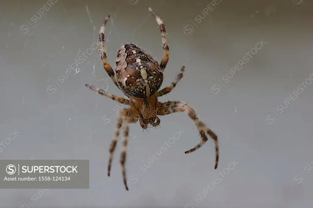 Cross-spider, Araneus diadematus, fuzziness, nature, animal, spider, arachnid, Webspinne, wheel-net-spider, Araneidae, concept, fear, fears, danger, d...