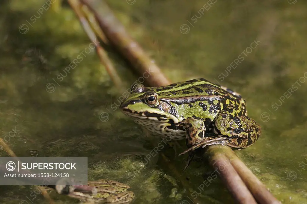 Sits water-frog, Rana esculenta, water, branch, nature, wildlife, animal frog frog-amphibians amphibians Ranidae, real frogs, pond-frog, algae, camouf...