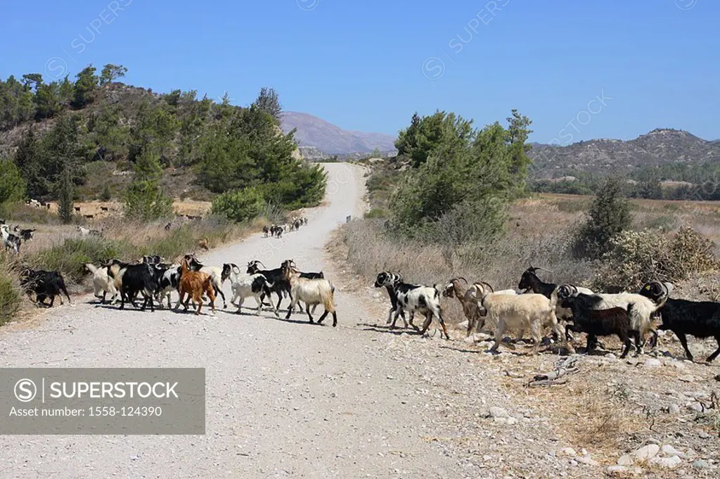 Greece, island Rhodes highland-shaft grit-street goat-herd Mediterranean-island, Dodekanes, landscape, vegetation, street, grit, animals, usefulness-a...