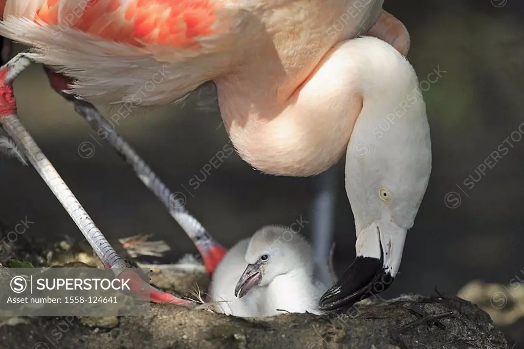 Chile-flamingos, Phoenicopterus chilensis, parents-animal, chicks, nest, animals, two, birds, gets along Nistplatz plover-birds, waterfowls, flamingos...