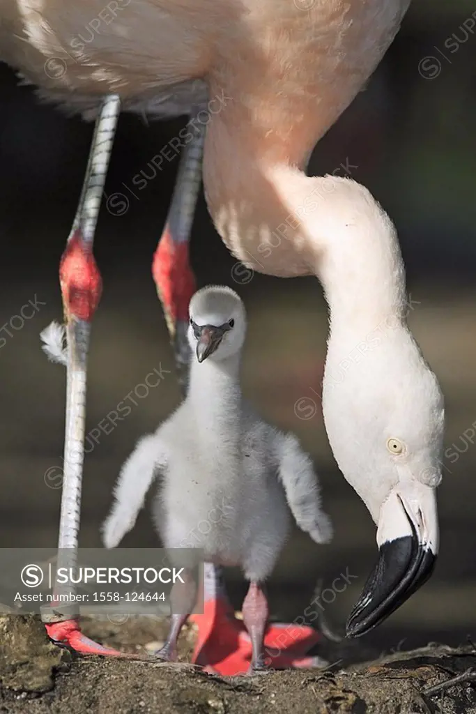 Chile-flamingos, Phoenicopterus chilensis, parents-animal, chicks, nest, animals, birds, two, gets along Nistplatz plover-birds, waterfowls, flamingos...
