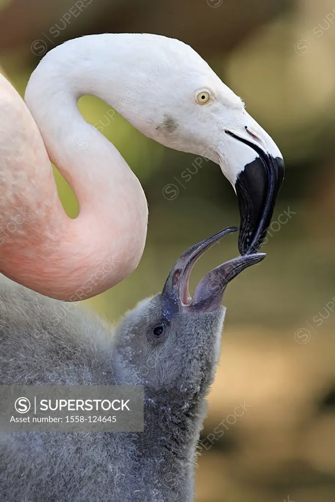 Chile-flamingos, Phoenicopterus chilensis, parents-animal, chicks, feeding, beg side-portrait, animals birds two plover-birds waterfowls, flamingos, a...