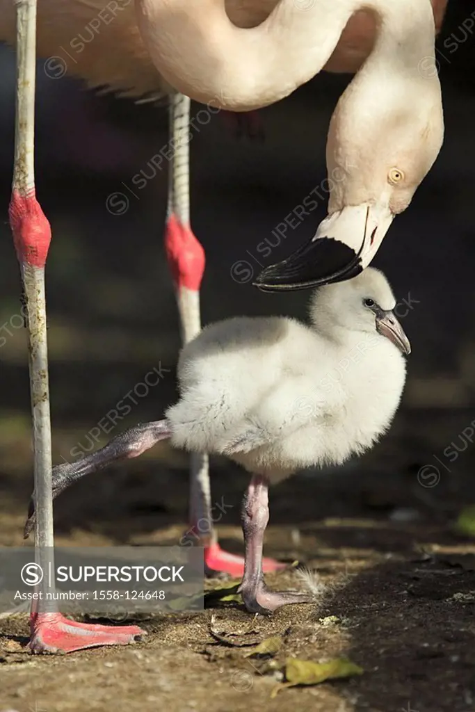 Chile-flamingos, Phoenicopterus chilensis, parents-animal, chicks, side-opinion, animals, birds, two, plover-birds, waterfowls, flamingos, alto-bird, ...