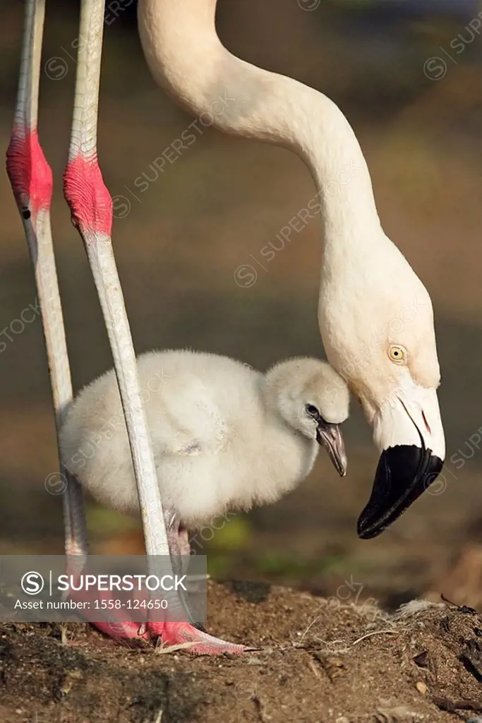 Chile-flamingos, Phoenicopterus chilensis, nest, parents-animal, chicks, side-opinion, animals, birds, two, plover-birds, waterfowls, flamingos, alto-...