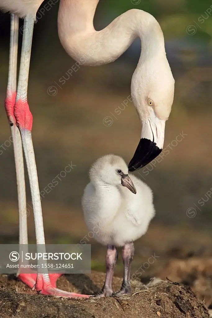 Chile-flamingos, Phoenicopterus chilensis, nest, parents-animal, chicks, animals, birds, two, plover-birds, waterfowls, flamingos, alto-bird, squab, f...